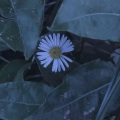 karton - 清新电子瞬间让你清凉一夏-clear