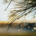 Relajante Musica、Sonidos De Truenos y Lluvia、Ioga - Armonía Natural