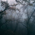 Massage Music、Naturaleza、Musica Meditaction - Árbol De Cipreses