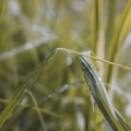 Meditar Profundamente、Relajar、Naturaleza - Música Para Masaje