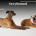 Maxi Millian - Greyhound