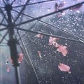 纯音乐馆 - 深度放松与睡眠/白噪音雷雨声/雨声助眠/暴雨/放松/学习/睡觉18