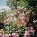 Focusity、Reading Background Music、Musica Para Leer - Distant Memory