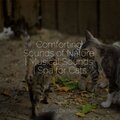 Music for Relaxing Cats、Jazz Music for Cats、Music for Pets Library - Peace & Tranquility