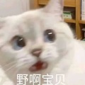 蓝璃茉 - 杀马特遇见洗剪吹
