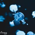 Sonar - Crazy