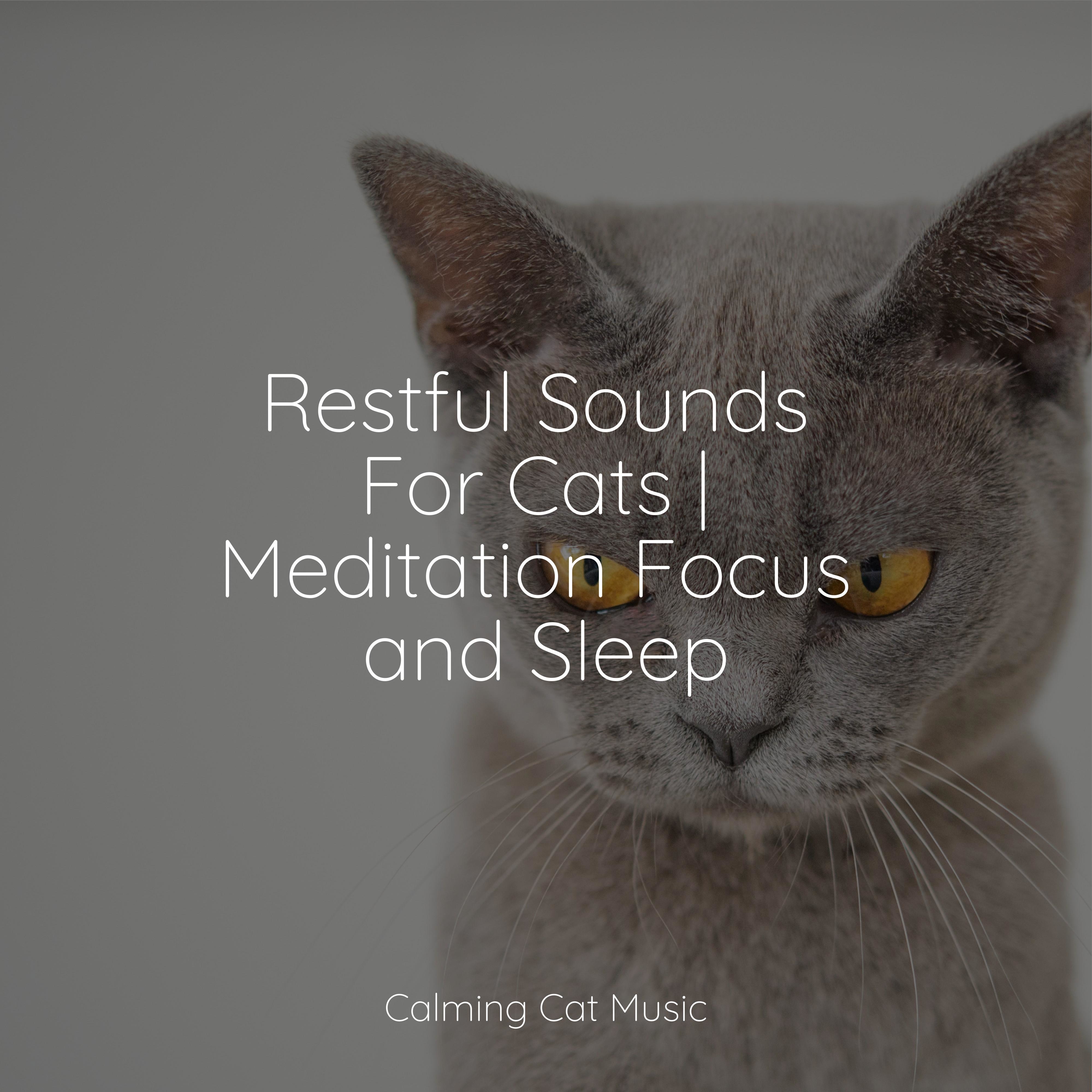 Music for Cats Project、Music for Resting Cats、Pet Care Club - Music for Meditation