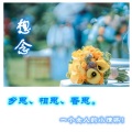 春光灿烂猪老太 - 为你写诗