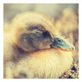 Sleep Baby Sleep、Deep Sleep Relaxation、Deep Sleep Music Collective - Love Magic