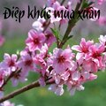 Quang Minh - Nhạc Khúc Mừng Xuân