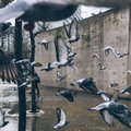 Meditaciónessa、Música ambiental relajante、Ioga - Mezcla De Arroyo Y Lluvia
