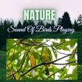 White Noise Therapy、Relaxing Music for Stress Relief、Message Therapy Music - Uplifting Water Sound