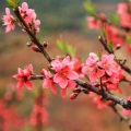 丹冬子、王珍珍 - 桃花运 (情歌对唱版)
