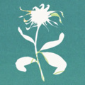 伞妹 - flos