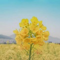 今依 - 小城小爱