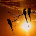 虞姬、小豚豚、小智慧、安小能 - 水晶之恋
