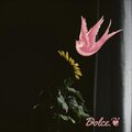 Rucks - Dolce