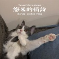 王子晨 - 如愿