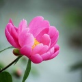王珍珍 - 缘分总是捉弄我