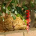 猫小妖六六 - Serce Polska