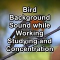 Spa & Spa、Meditation Spa、Serenity Spa Music Relaxation - Rest Bird Sounds To Help Insomnia To Loop for 24 Hours