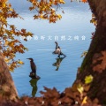 场景指南 - 自然疗法
