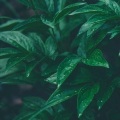 耳界_Earmersion - 花海的浪漫