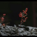 甜糕 - 逍遥拜我