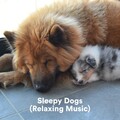 Sleepy Dogs、Music for Calming Dogs - Sunrise Balance