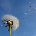 鹰翔长空、今生无悔 - 爱在风花里
