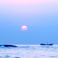 大辰籽 - 5