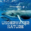 Water Soundscapes、Underwater Sounds Channel、Echoes Of Nature - Morning Shore
