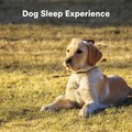 Sleepy Dogs、Music for Calming Dogs、Music for Leaving Dogs Home Alone - Last Wave