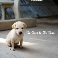Sleepy Dogs、Music for Calming Dogs、Music for Leaving Dogs Home Alone - Quantic