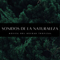 Ambiente Relajante de Música、Bosque Tropical、Reiki Armonía - Lluvia In Crescendo