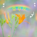 艾一程 - 萱草花