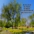 尹金凤、尹振有 - 春天在哪里 (remix: 儿歌)