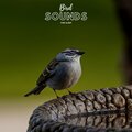Natural Sample Makers、Nature Recordings、Natural Sound Makers - Fun Bird