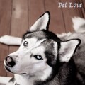 Sleepy Dogs、Music for Calming Dogs - Human and Feelings