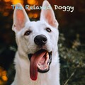 Sleepy Dogs、Music for Calming Dogs - Musing