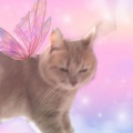 layla - Angel