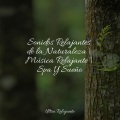 Piano para Dormir、Mantra para Meditar、Musica Para Dormir Profundamente - Mareas Relajantes