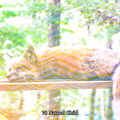 Mother Nature Sound FX - Fight Against Nightmares