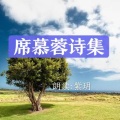 云上丝路__紫玥 - 一棵开花的树
