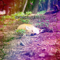 Nature Recordings - Embrace the Lethargy