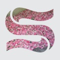 Alan Braxe、DJ Falcon、Braxe + Falcon、Sunni Colòn - Elevation