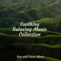 Brain Study Music Guys、Entspannungsmusik、Music to Relax in Free Time - Tranquillity and a Day
