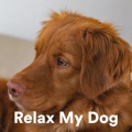Calming for Dogs、Sleepy Dogs、Dog Music Club - The Triangle