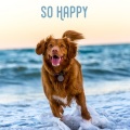 Calming for Dogs、Sleepy Dogs、Dog Music Club - First Days of Spring