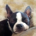 Calming for Dogs、Sleepy Dogs、Dog Music Club - Sublime Space